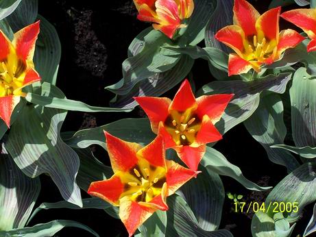 Tulp01