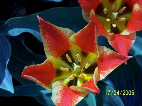 Tulp02