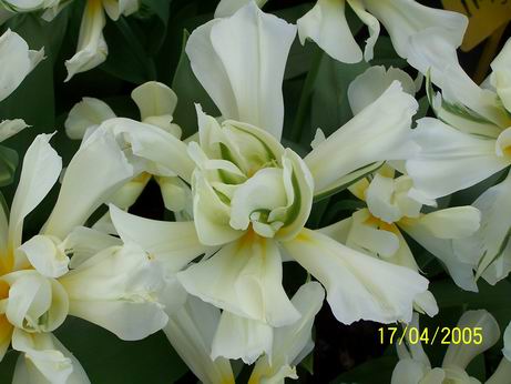 Narcis