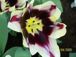 Foto's, vooral Close ups, van bloemen en planten. Gemaakt op de Keukenhof.