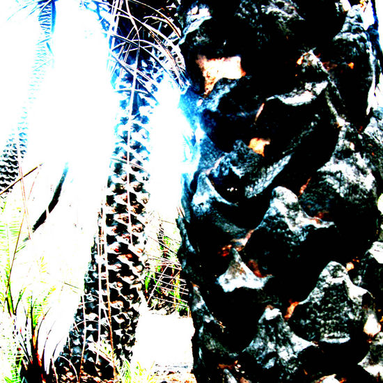 burnt palm trees