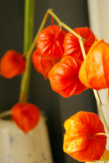 Physalis Lampionplant