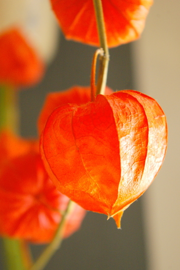 Physalis Lampionplant