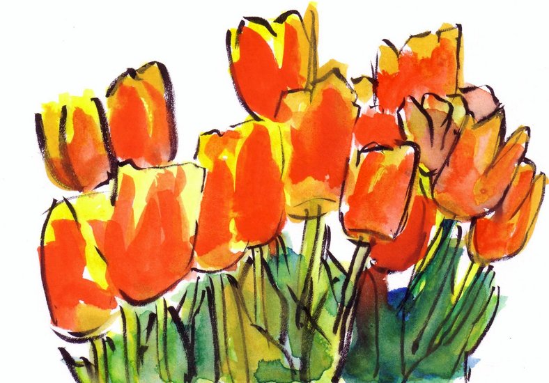 Tulp