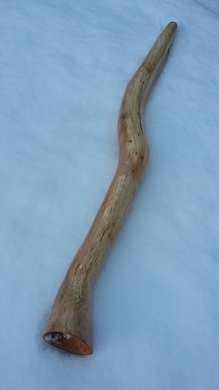 Midwinterhoorn zilverberk