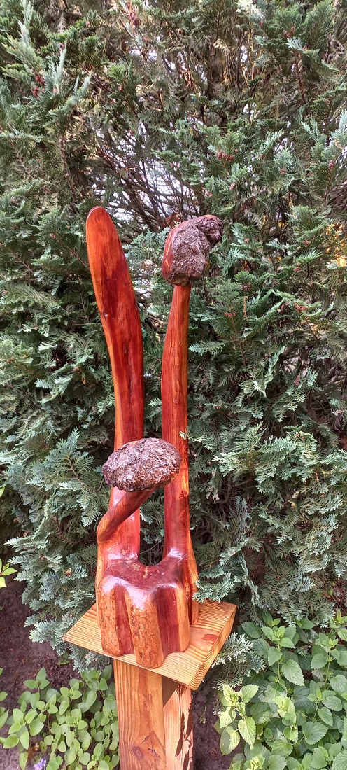 zwarte Kersen Surprise