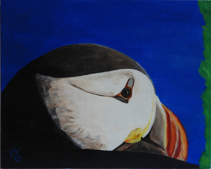 Puffin