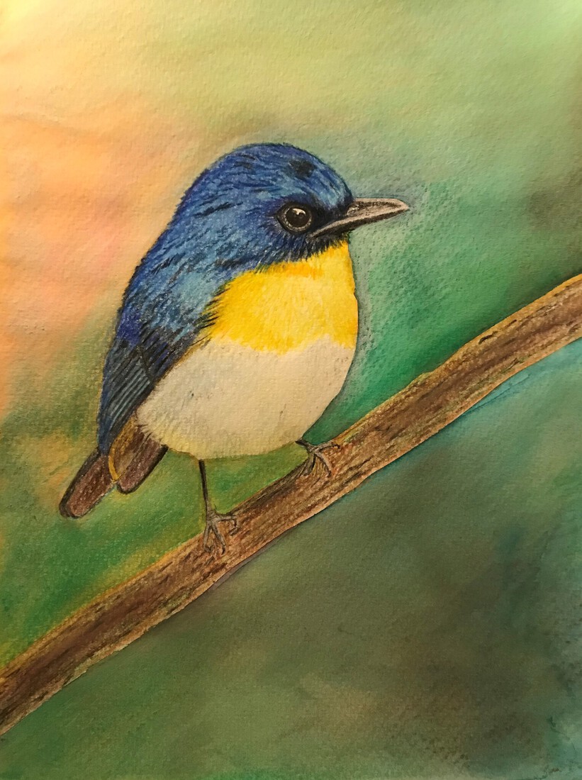 Blauwe vliegenvanger