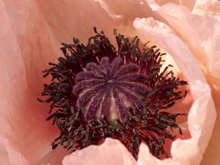 Papaver 2