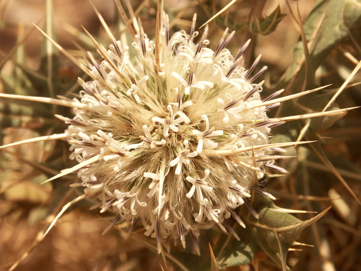 Distel 1