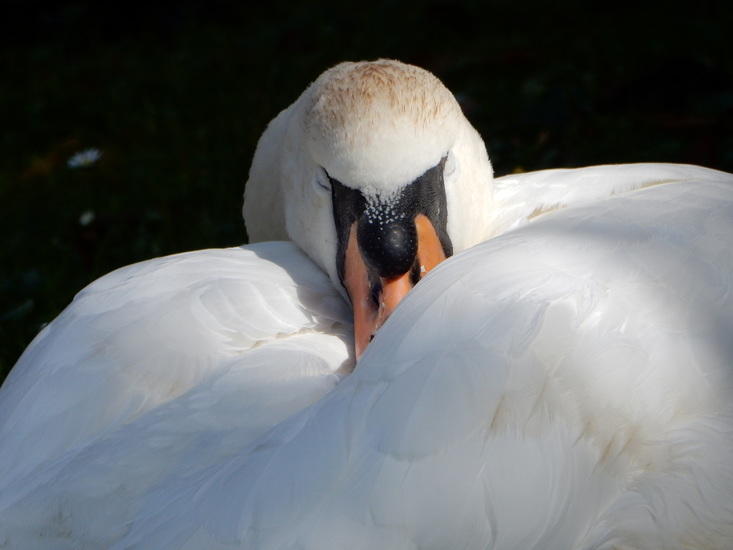 Rustende zwaan