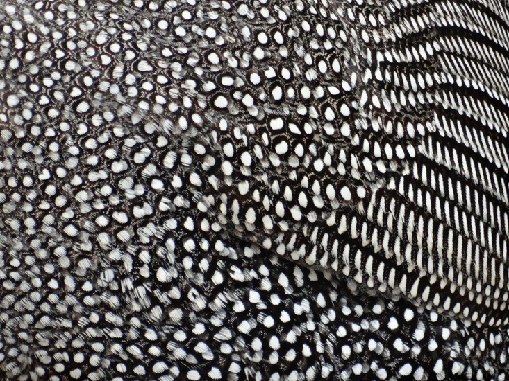 Veren van de parelhoender