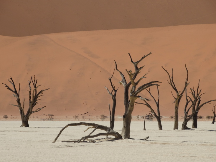 Skeletten van dode bomen in de Sossusvlei