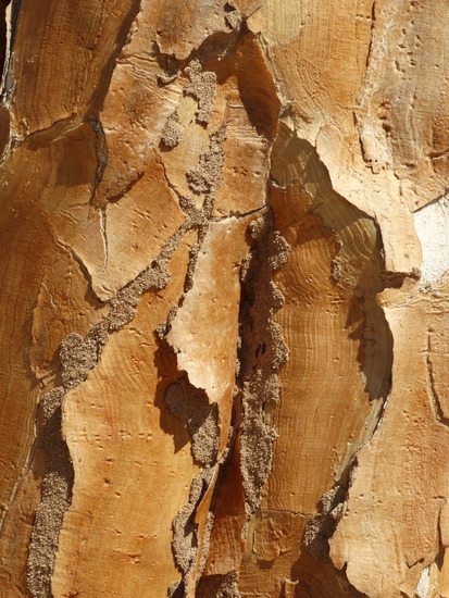 Schors van de kokerboom