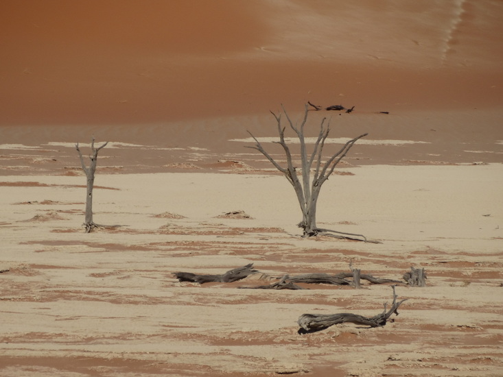 Dode bomen in de Sossuvlei