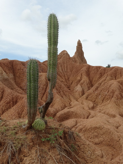 Cactus in de Tatacoawoestijn
