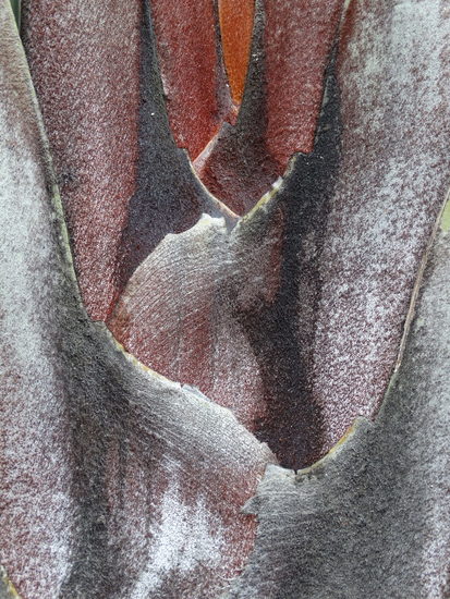 Driehoekspalm op Madagaskar (detail)