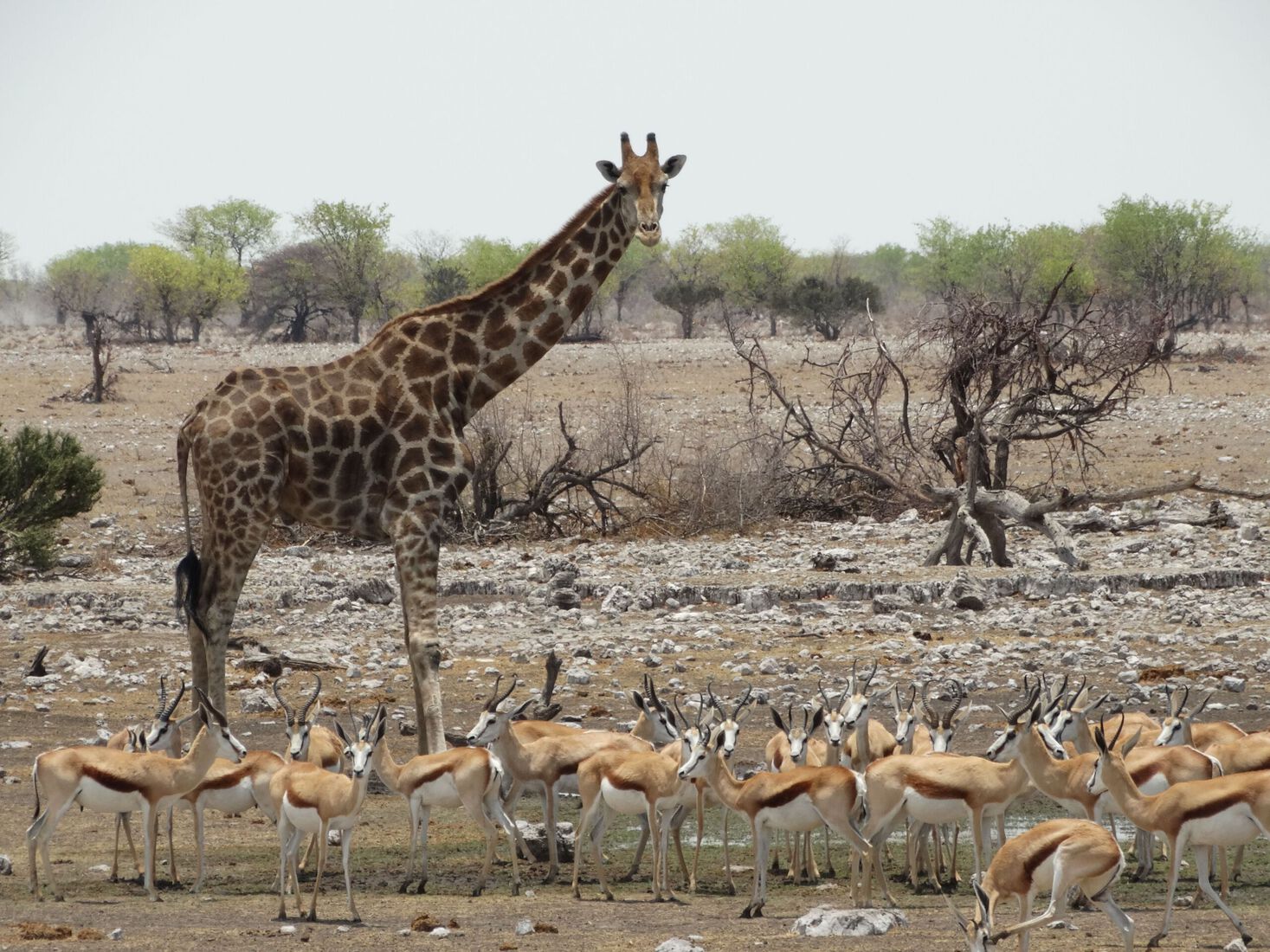 Giraf met impala's in Etosha National Park, Namibië