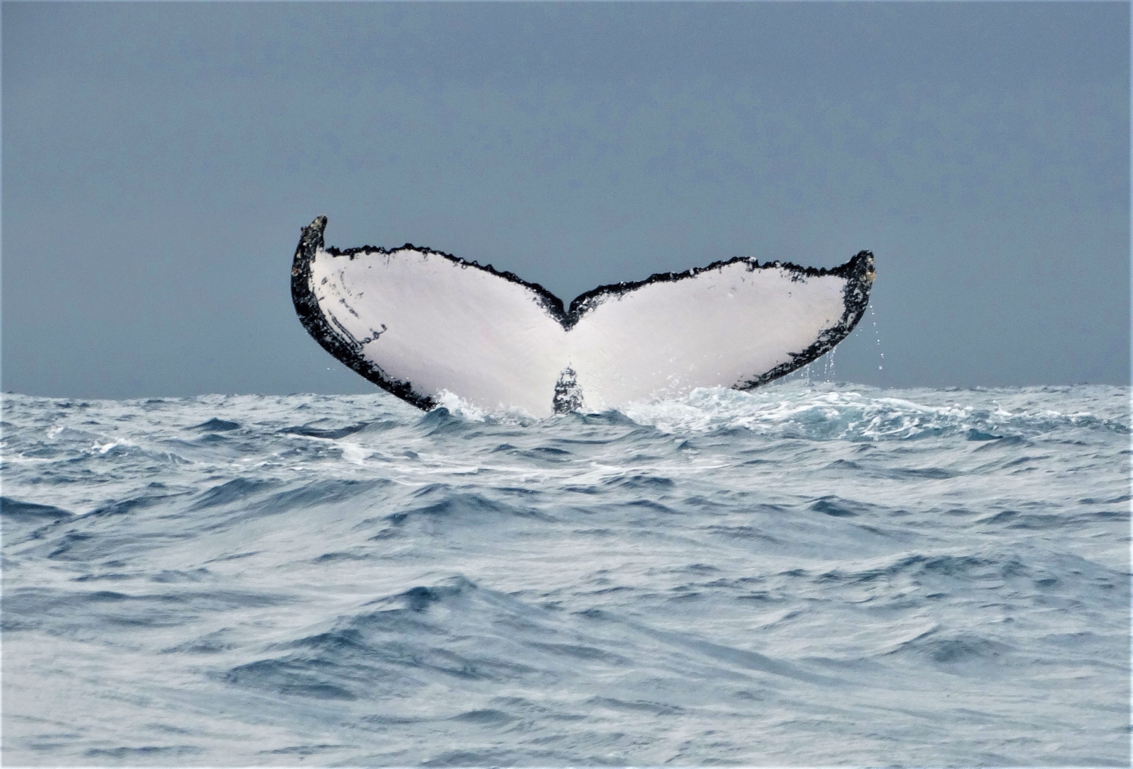 Walvisstaart, Madagaskar