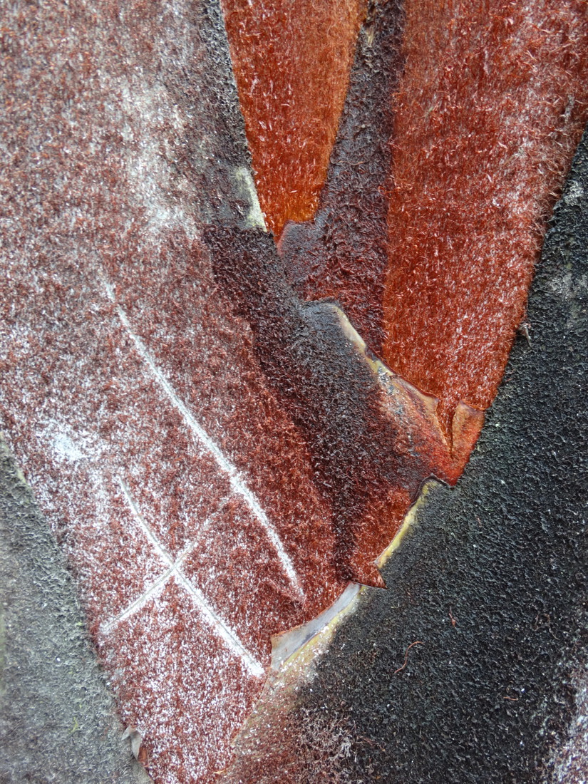 Driehoekspalm Madagaskar (detail) II