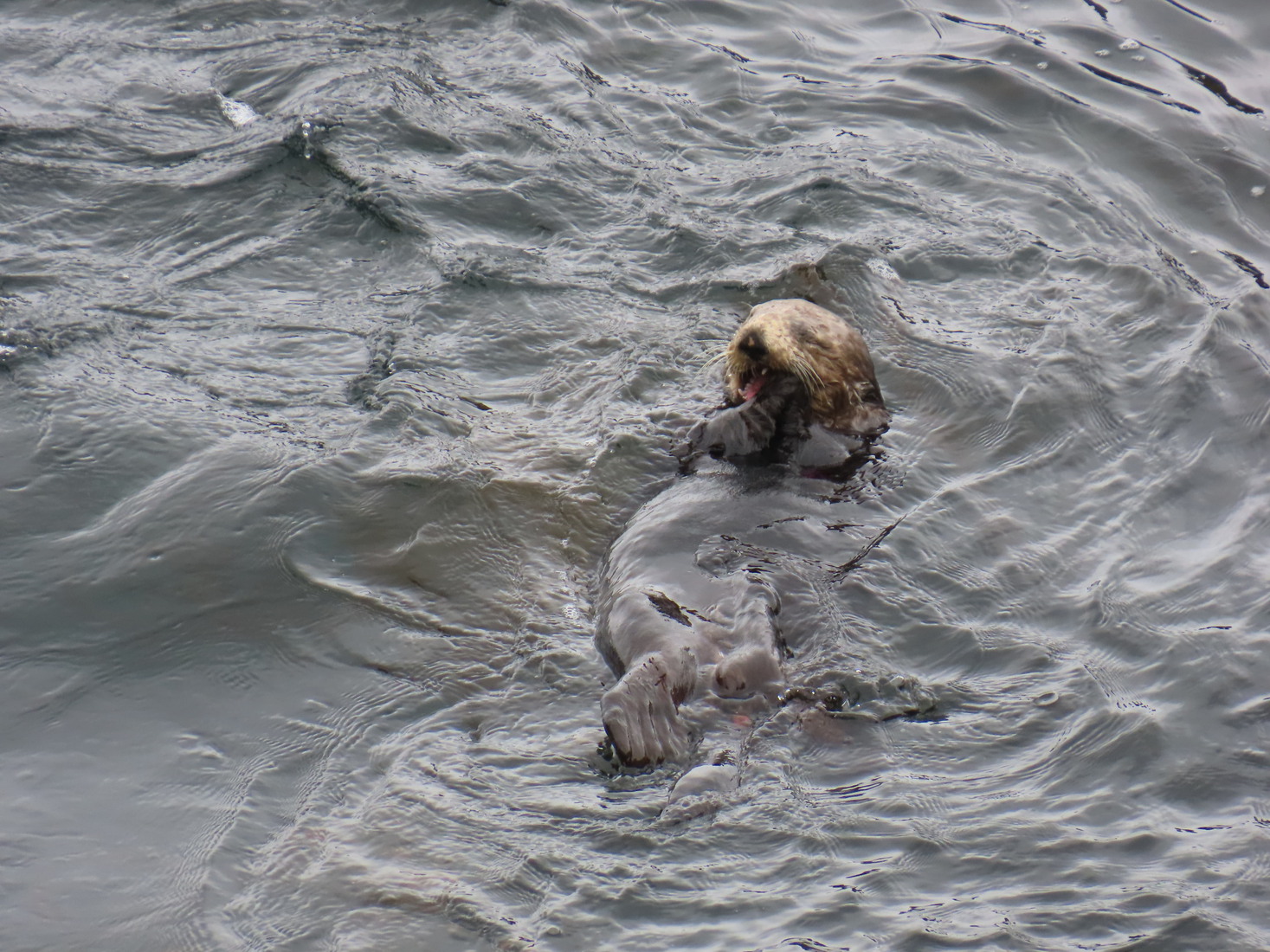 Zeeotter