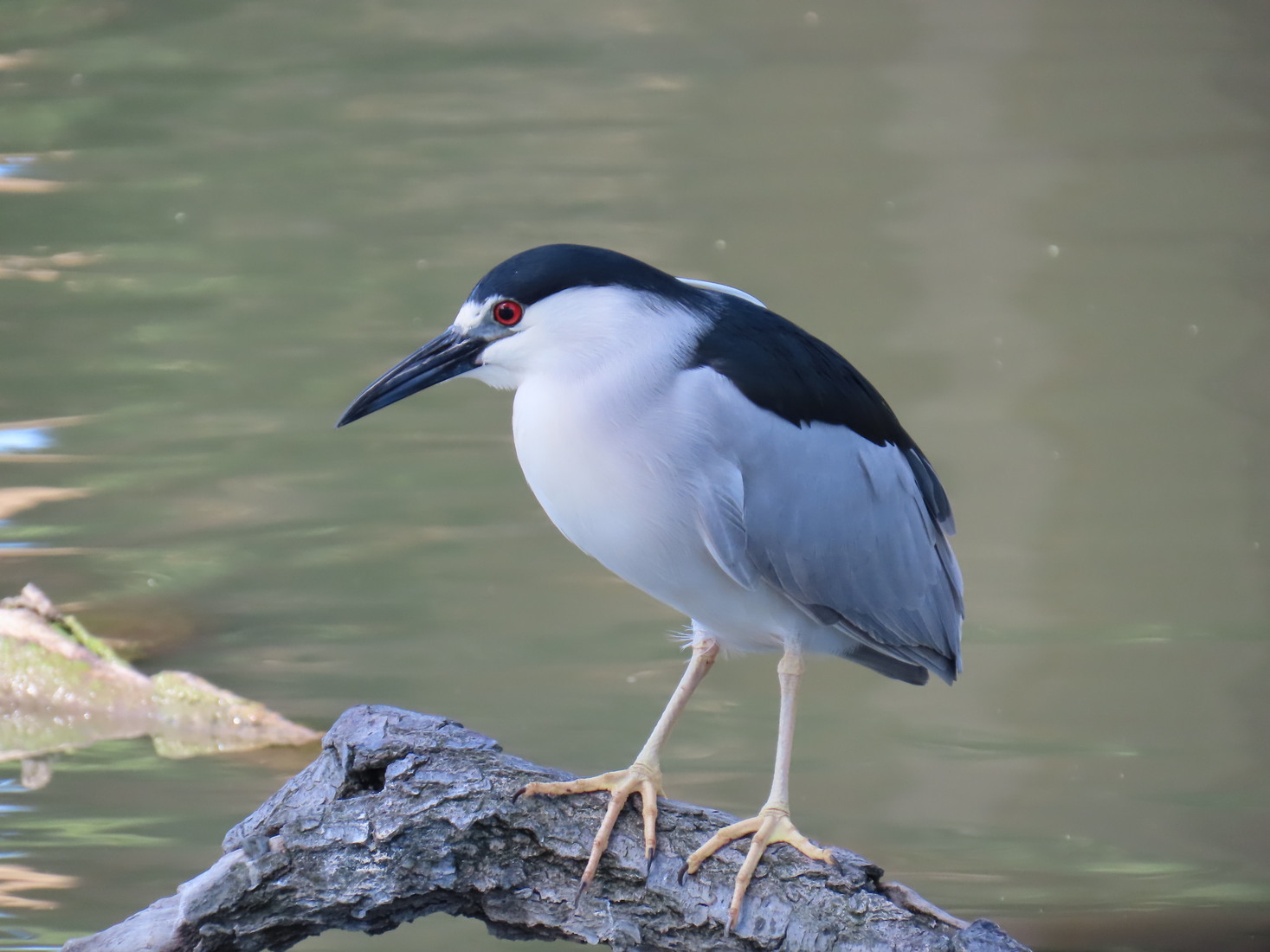 Kwak