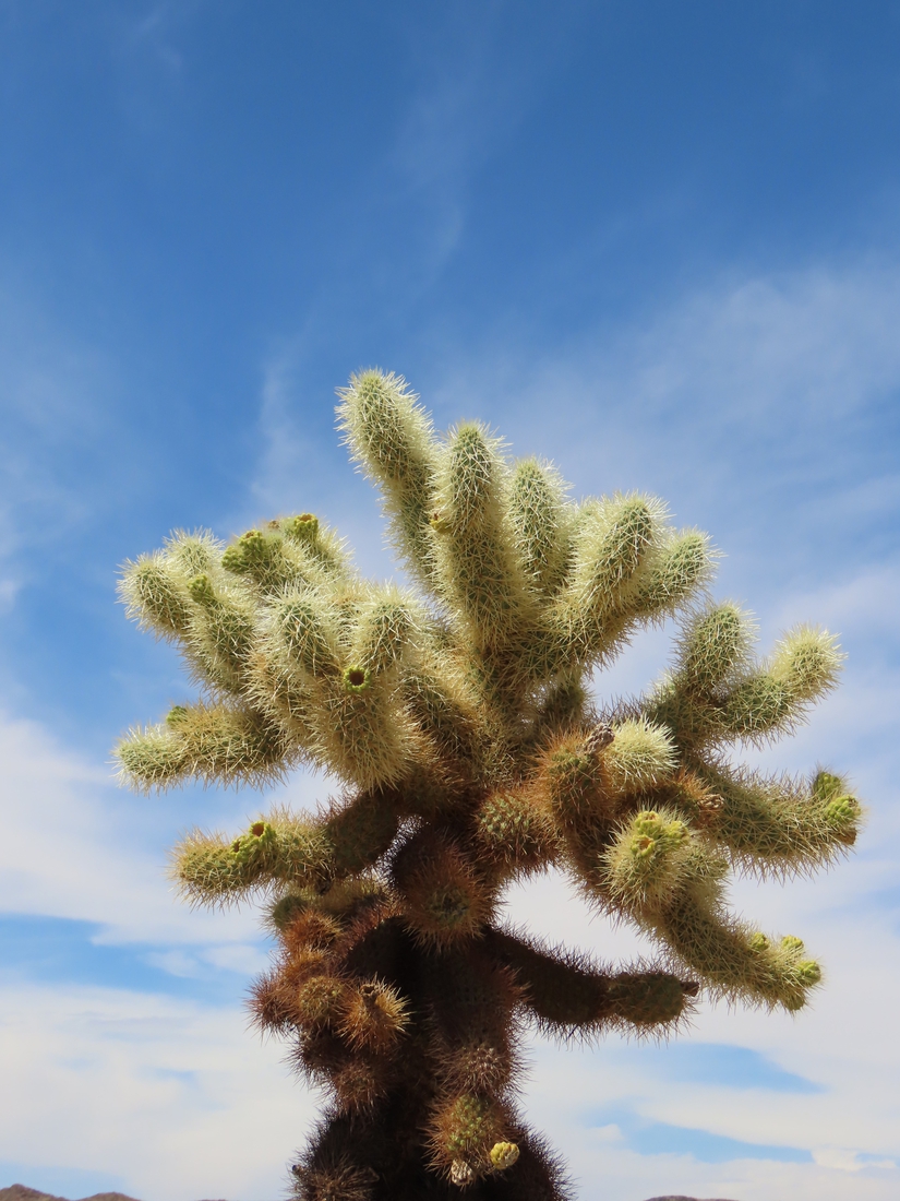 Teadybear Cholla