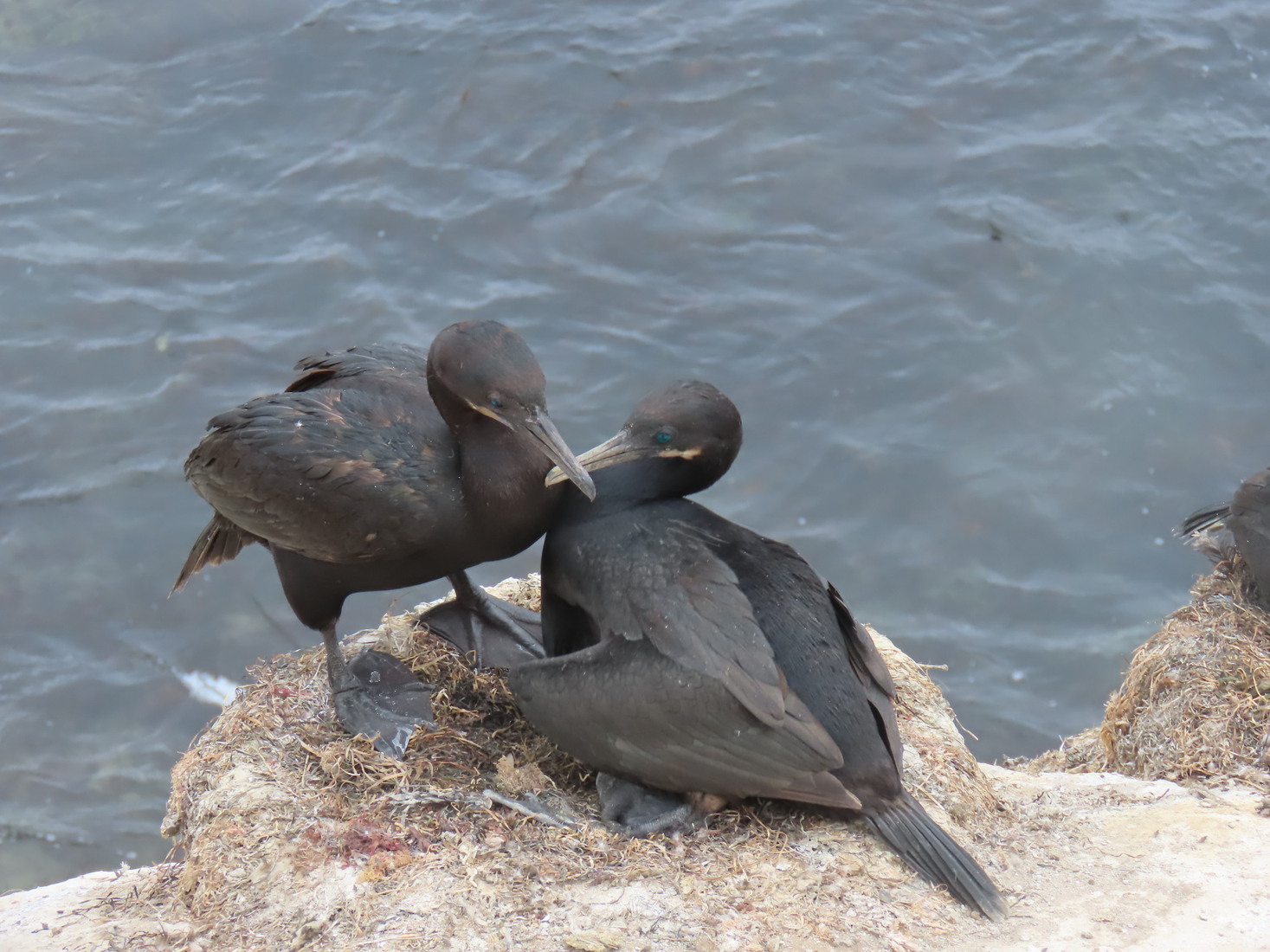 Brandts Cormorant