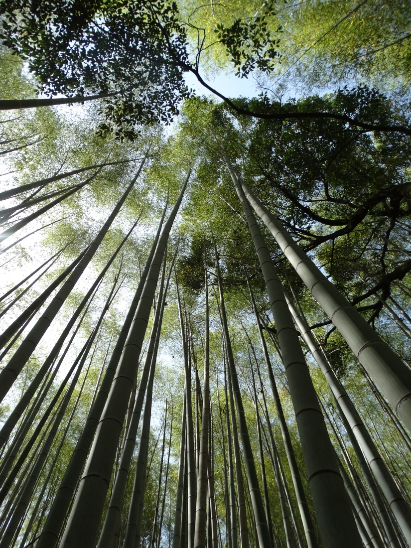 Bamboe - Kyoto