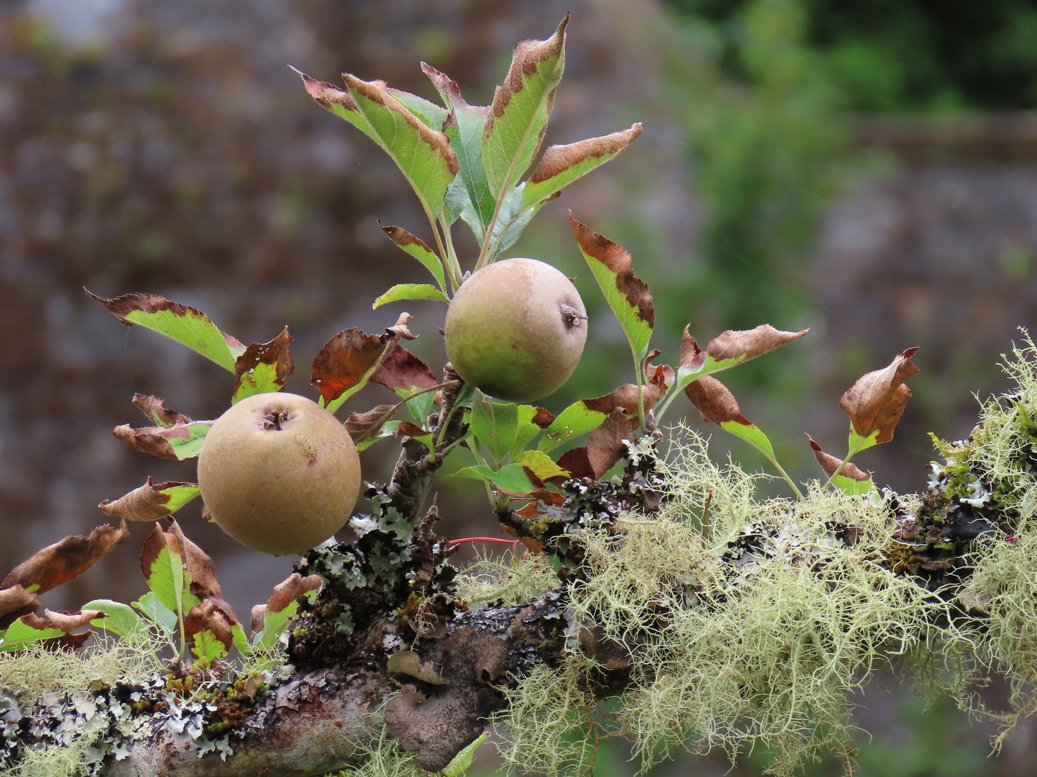 Appels met korstmos