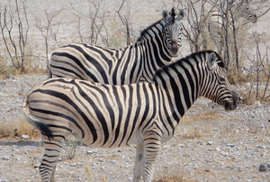 Foto's van zoogdieren, reptielen en insecten