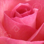 Close-ups van bloemen