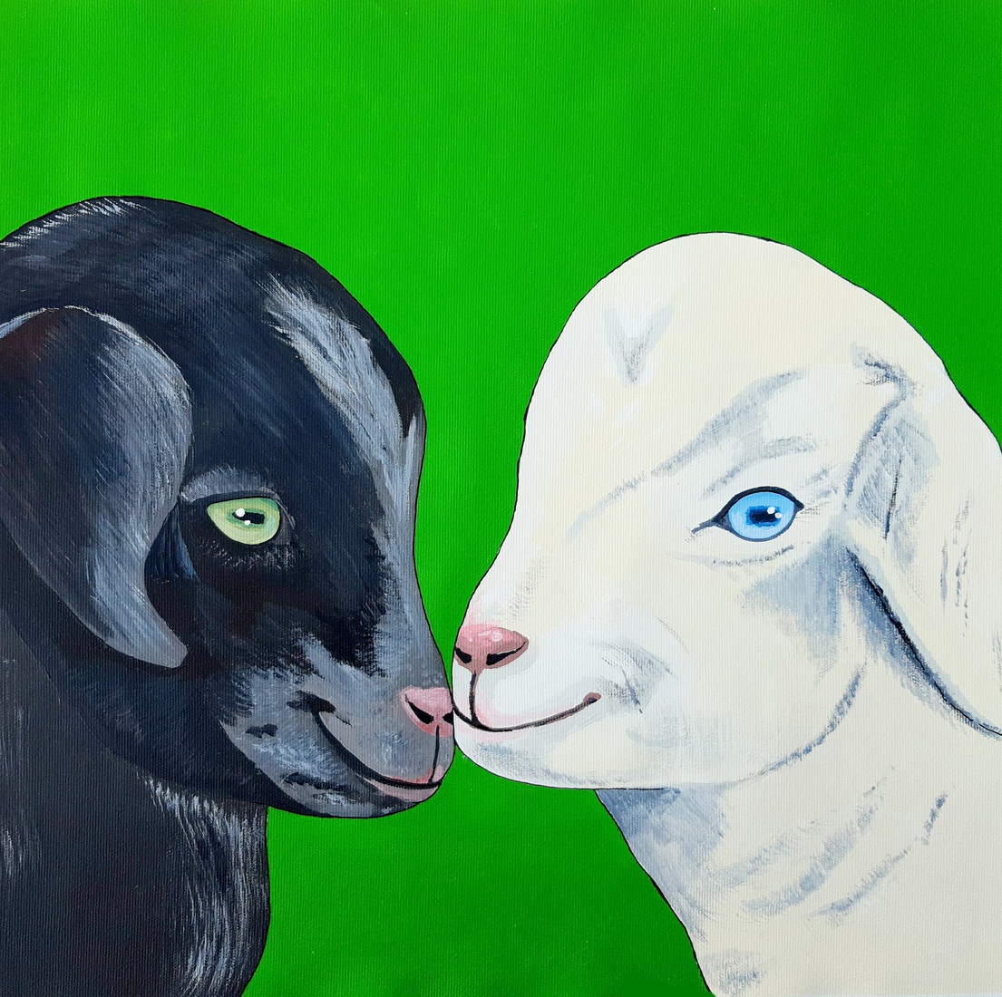 Back and white baby goats, zwart wit baby geitjes