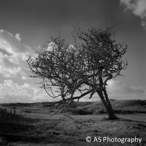 Het volledig ontbreken van mensen en gebouwen in de landschappen van Annemarie Spilker in combinatie met de bijna voelbare stilte geeft de foto's een haast beangstigend en vervreemdend gevoel.