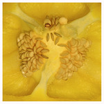 de innerlijke schoonheid van paprika,s