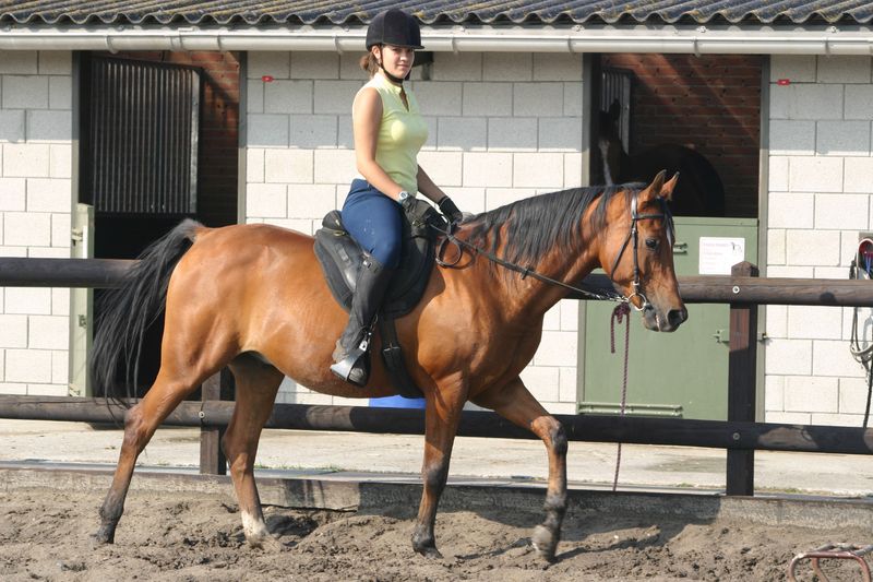 Paard en ruitster