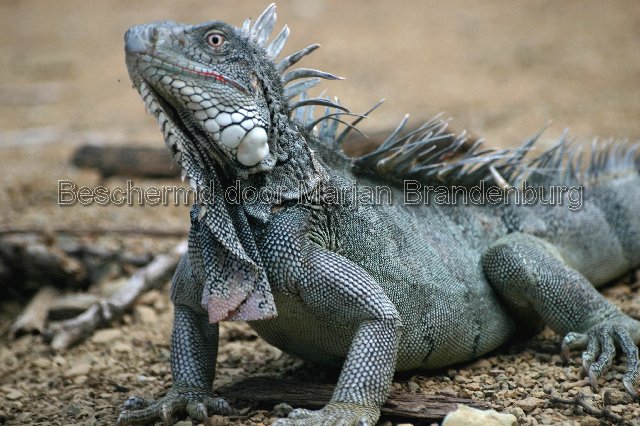 Leguaan