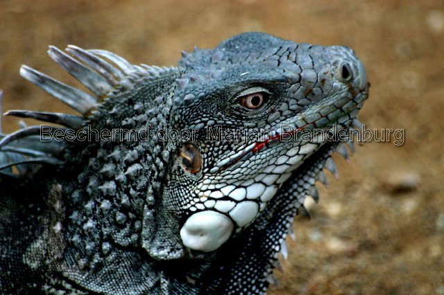 Leguaan
