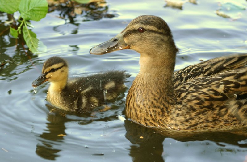 Eend heeft jong