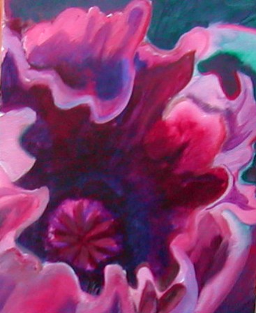 papaver - bijna open