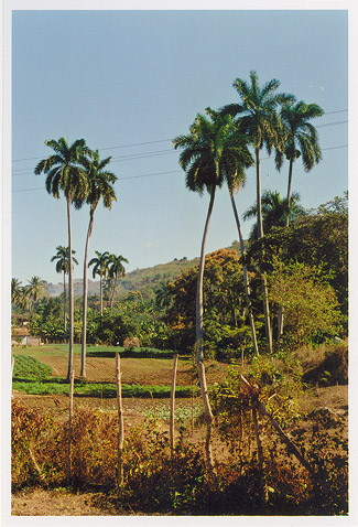 ROYAL PALMS