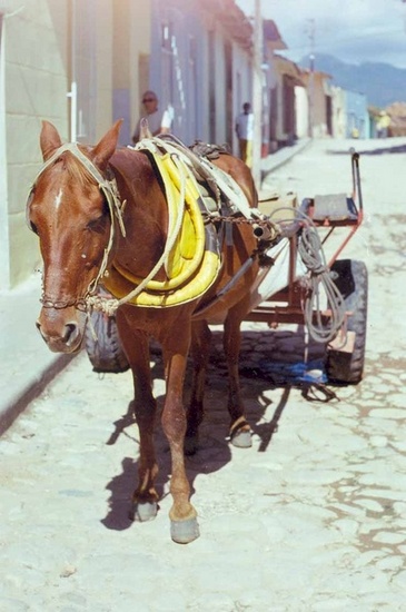 PAARD