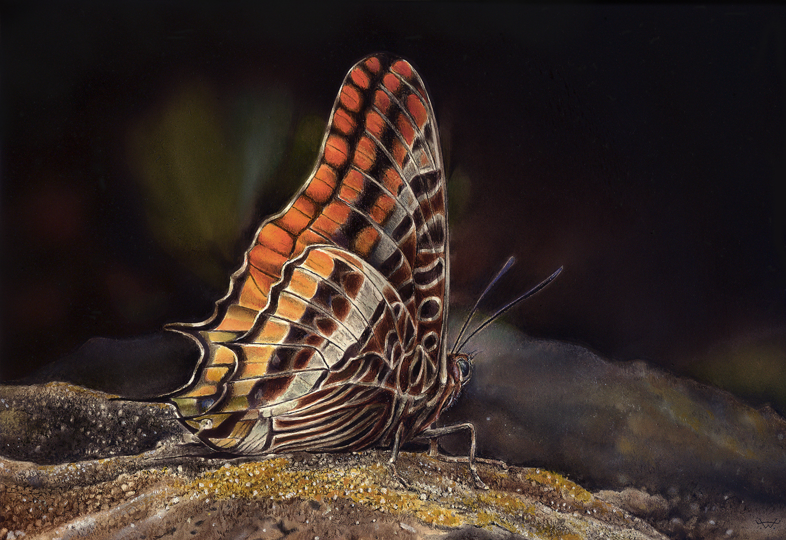 Vlinder in landschap.