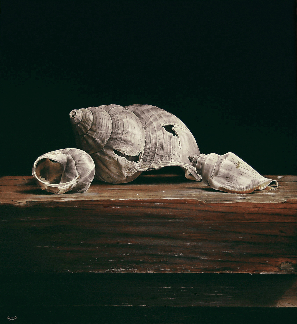 Stilleven met schelpen.