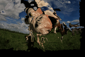 Fotokunst van en met dieren