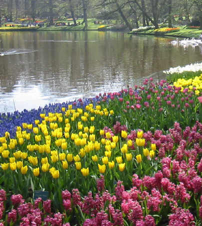 De vijver met zijn zwanen