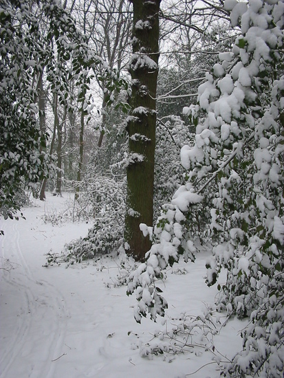 Bos Wijckerslooth -a