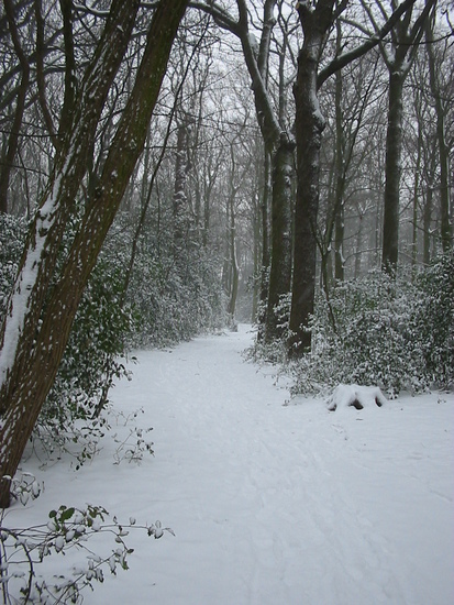 Bos Wijckerslooth -a1
