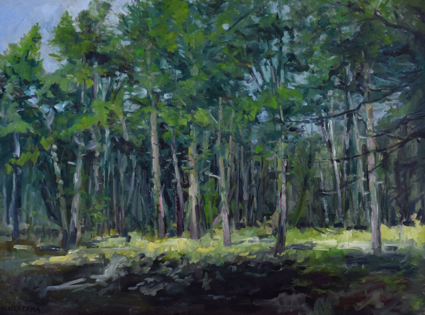 Dennenbomen Oranjewoud