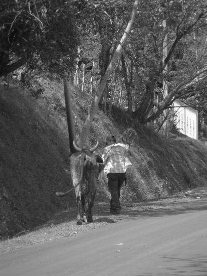 Caminando con caballo